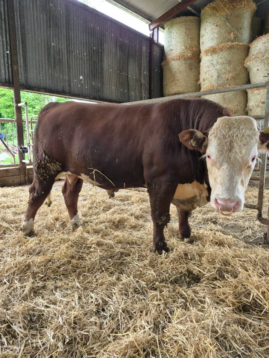 Pedigree Hereford bulls - Image 3