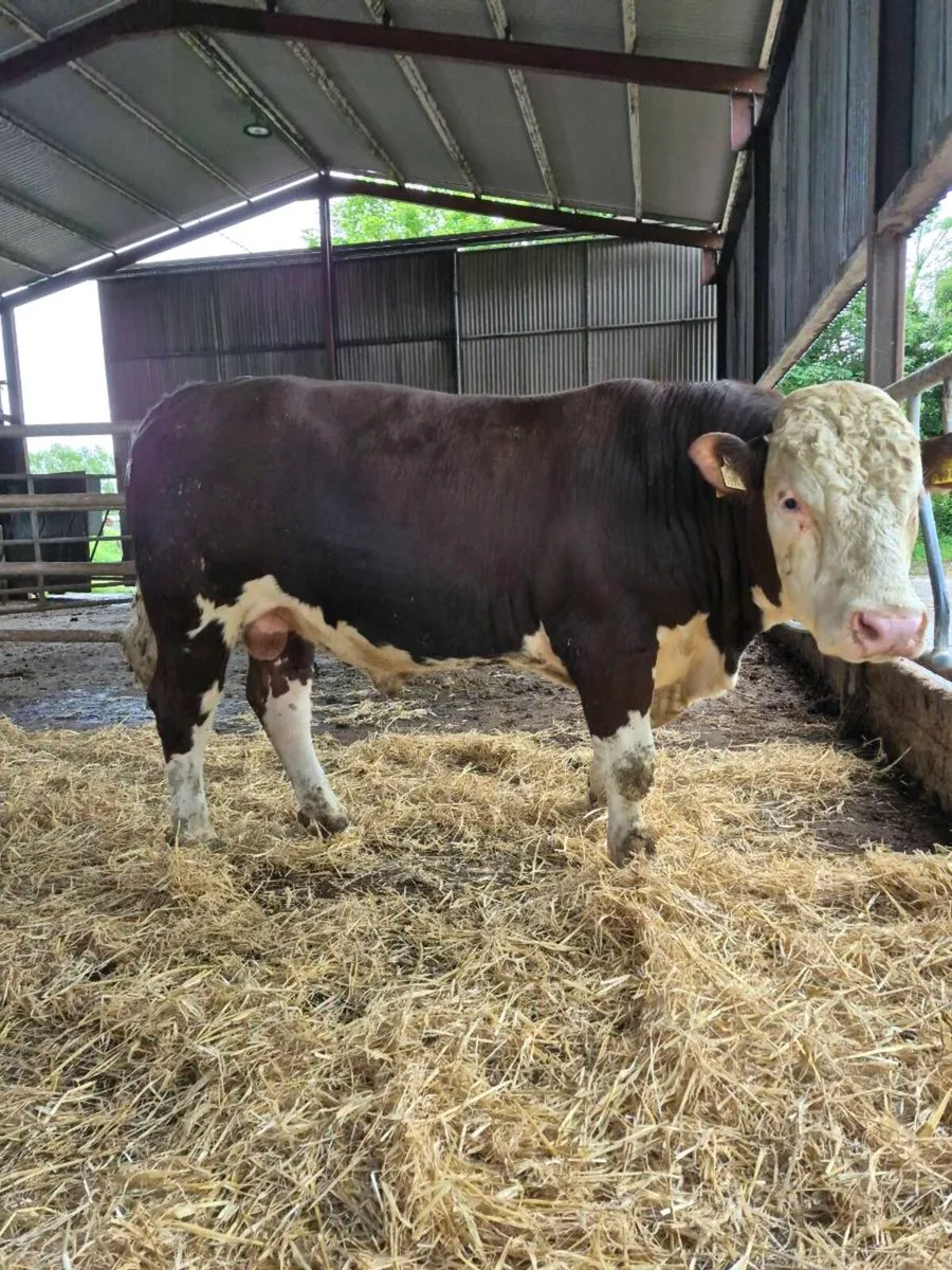 Pedigree Hereford bulls - Image 4