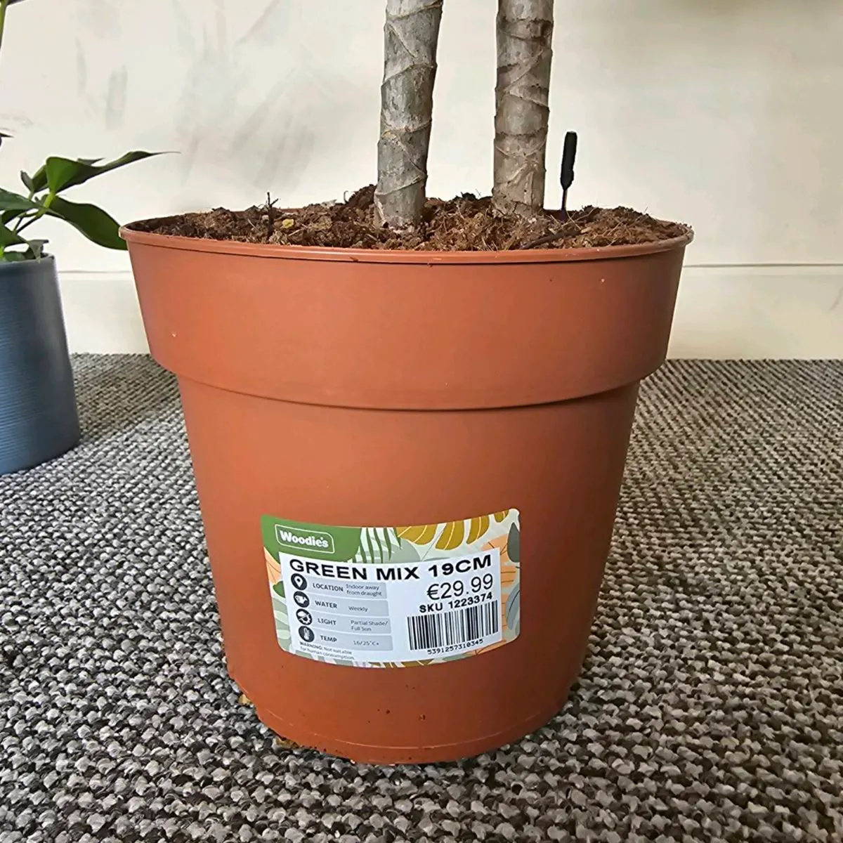 Indoor plants - Image 1