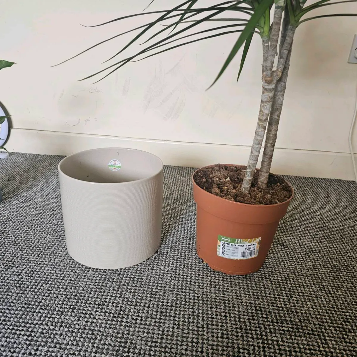 Indoor plants - Image 2