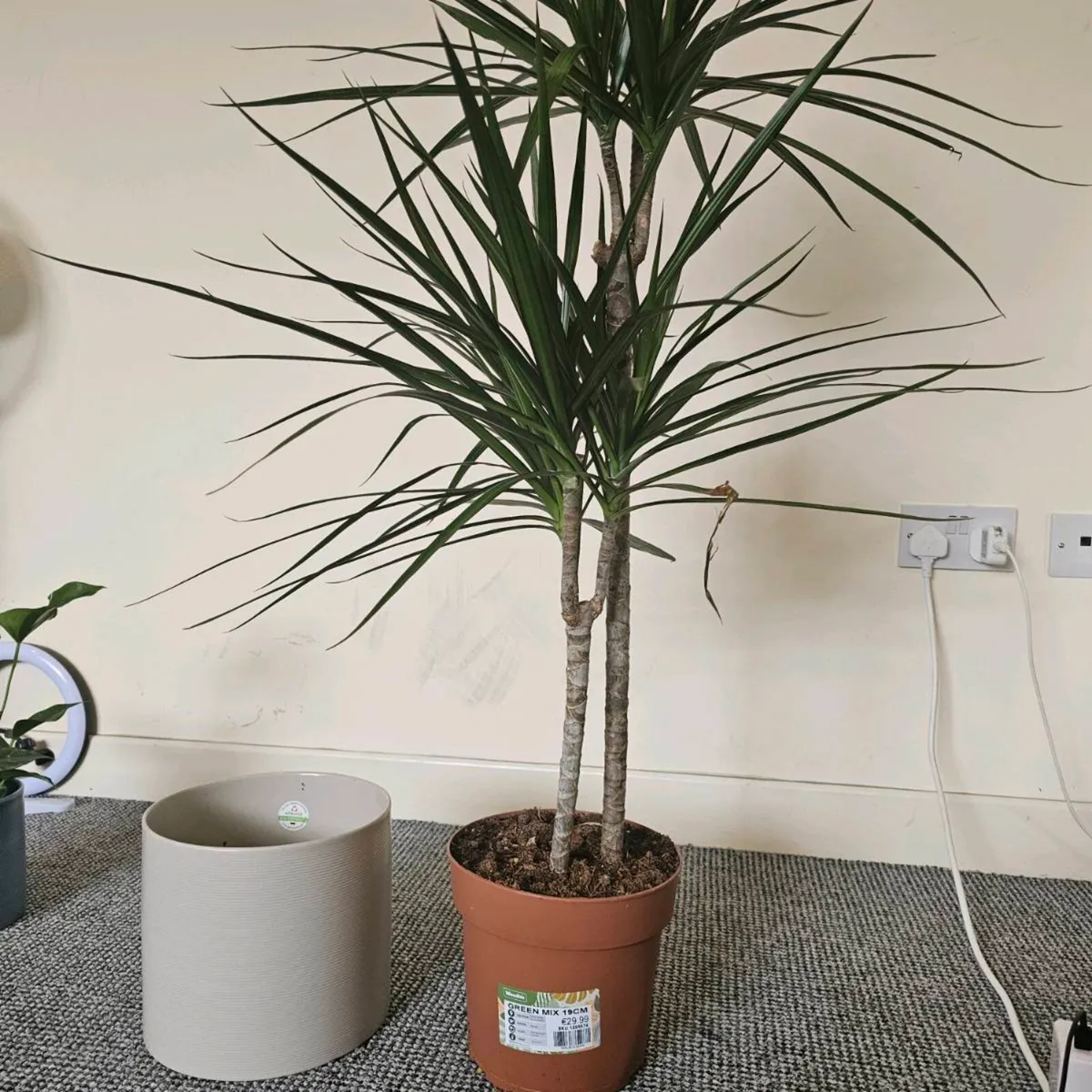 Indoor plants - Image 3