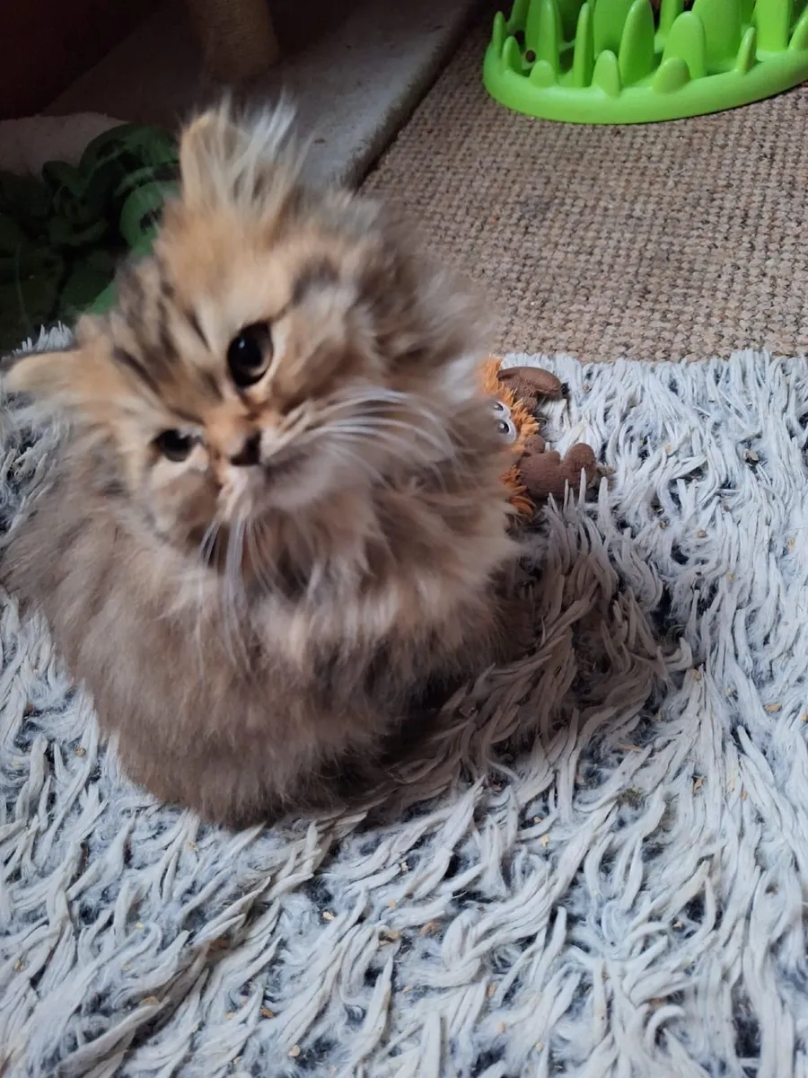 PB male Persian kitten - Image 1