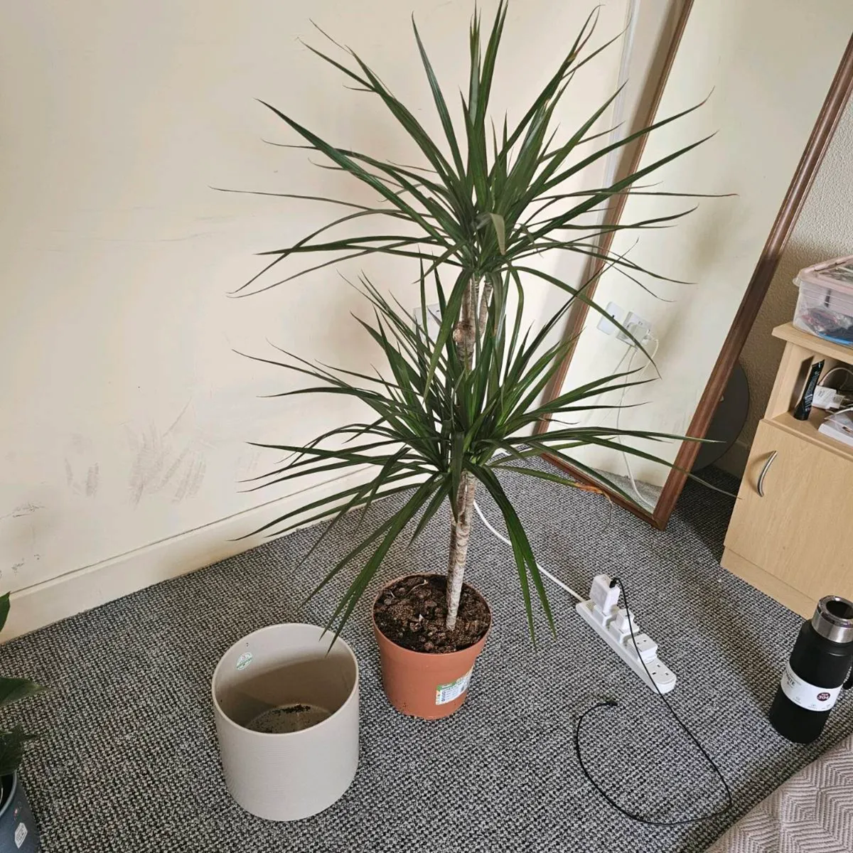 Indoor plants - Image 4
