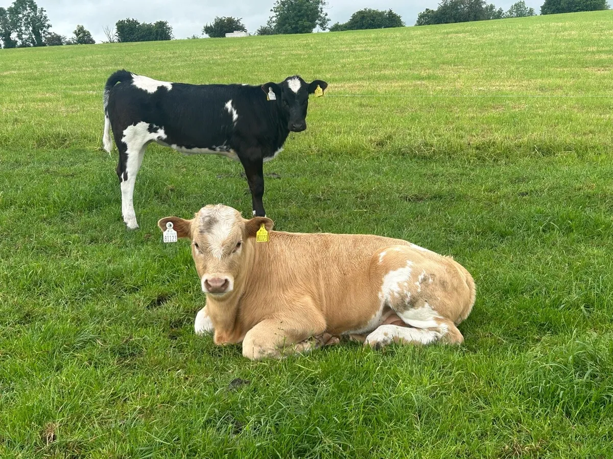Fr cow and calves - Image 2