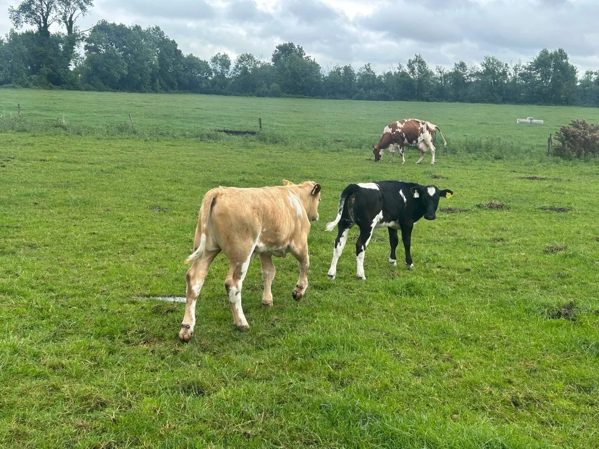 Fr cow and calves - Image 3