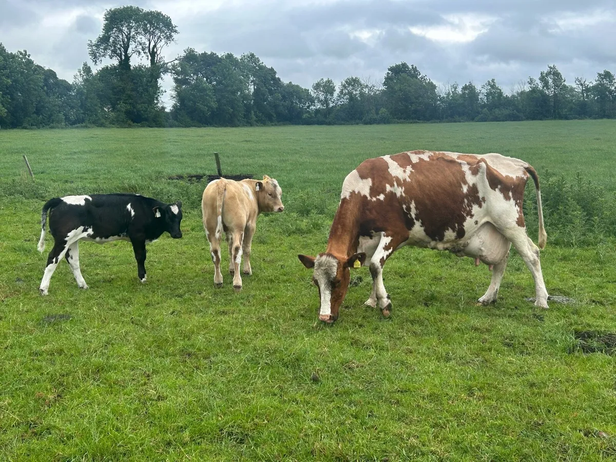Fr cow and calves - Image 1