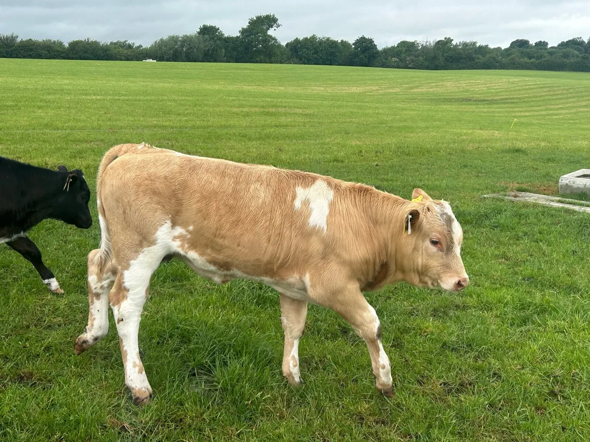 Fr cow and calves - Image 4