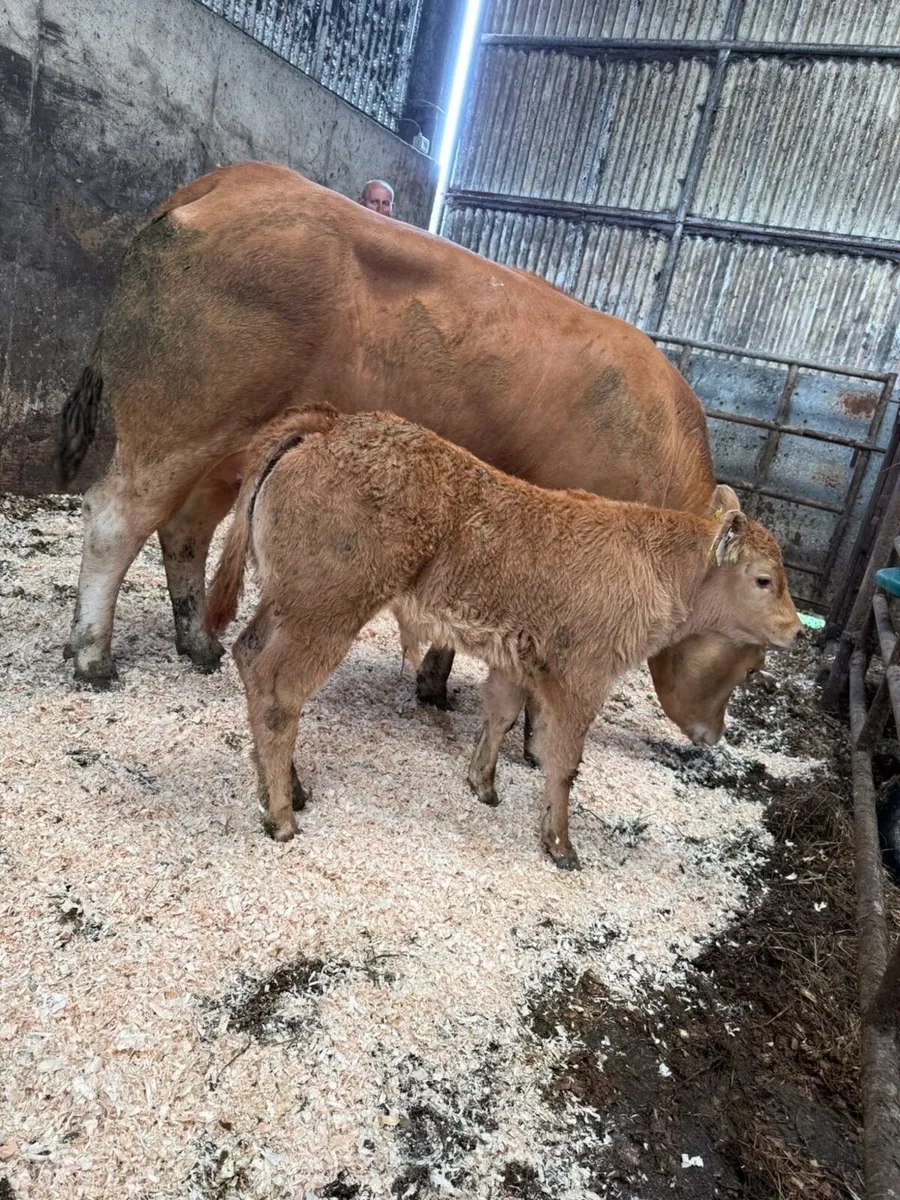 2 limousine cows with ai bred calves at foot - Image 1