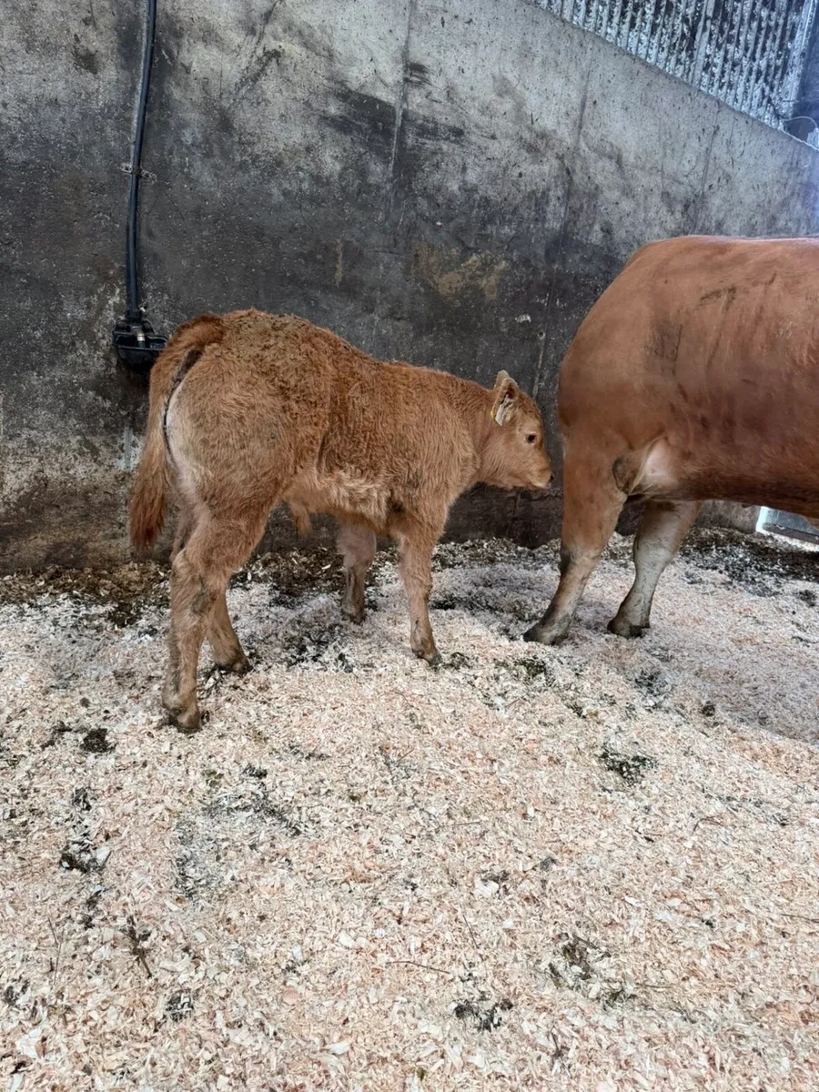 2 limousine cows with ai bred calves at foot - Image 2