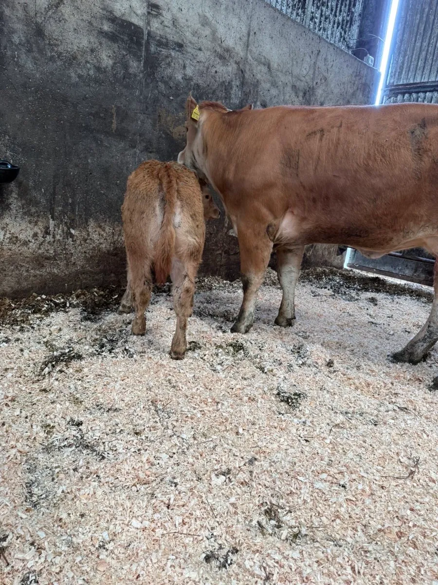 2 limousine cows with ai bred calves at foot - Image 3