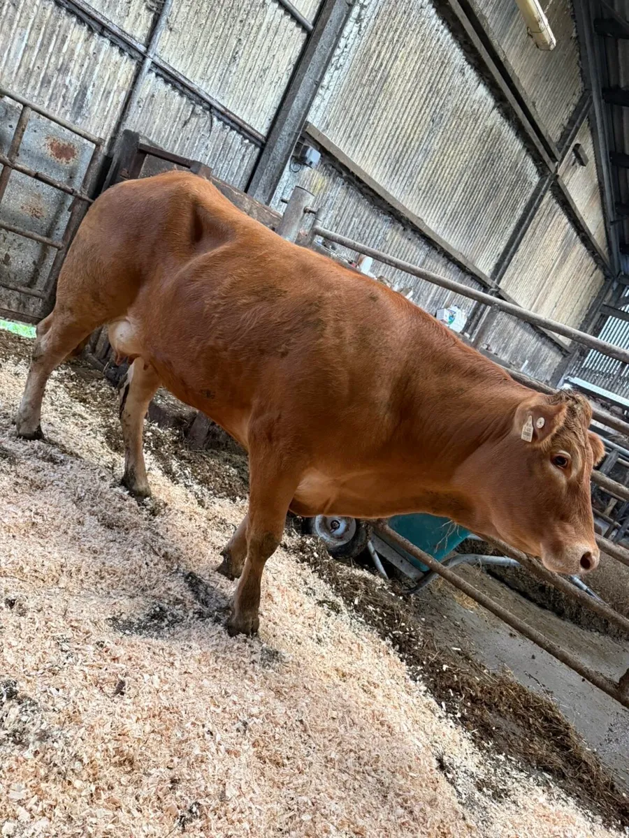 2 limousine cows with ai bred calves at foot - Image 4