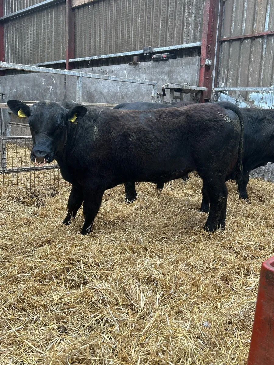 Aberdeen Angus Bulls - Image 2