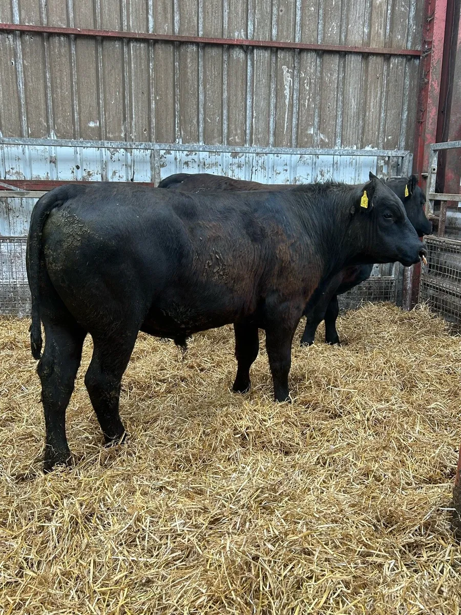 Aberdeen Angus Bulls - Image 3