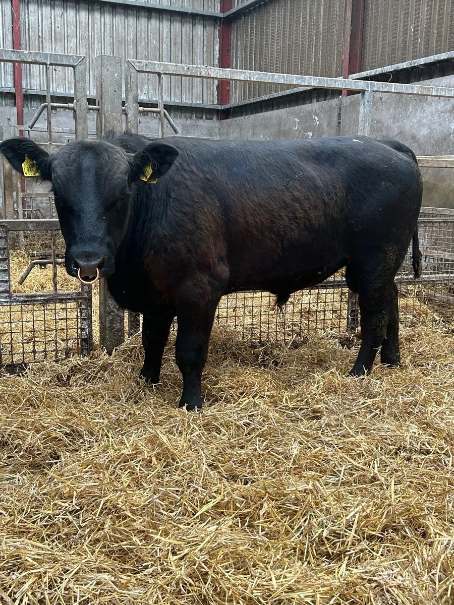 Aberdeen Angus Bulls - Image 1