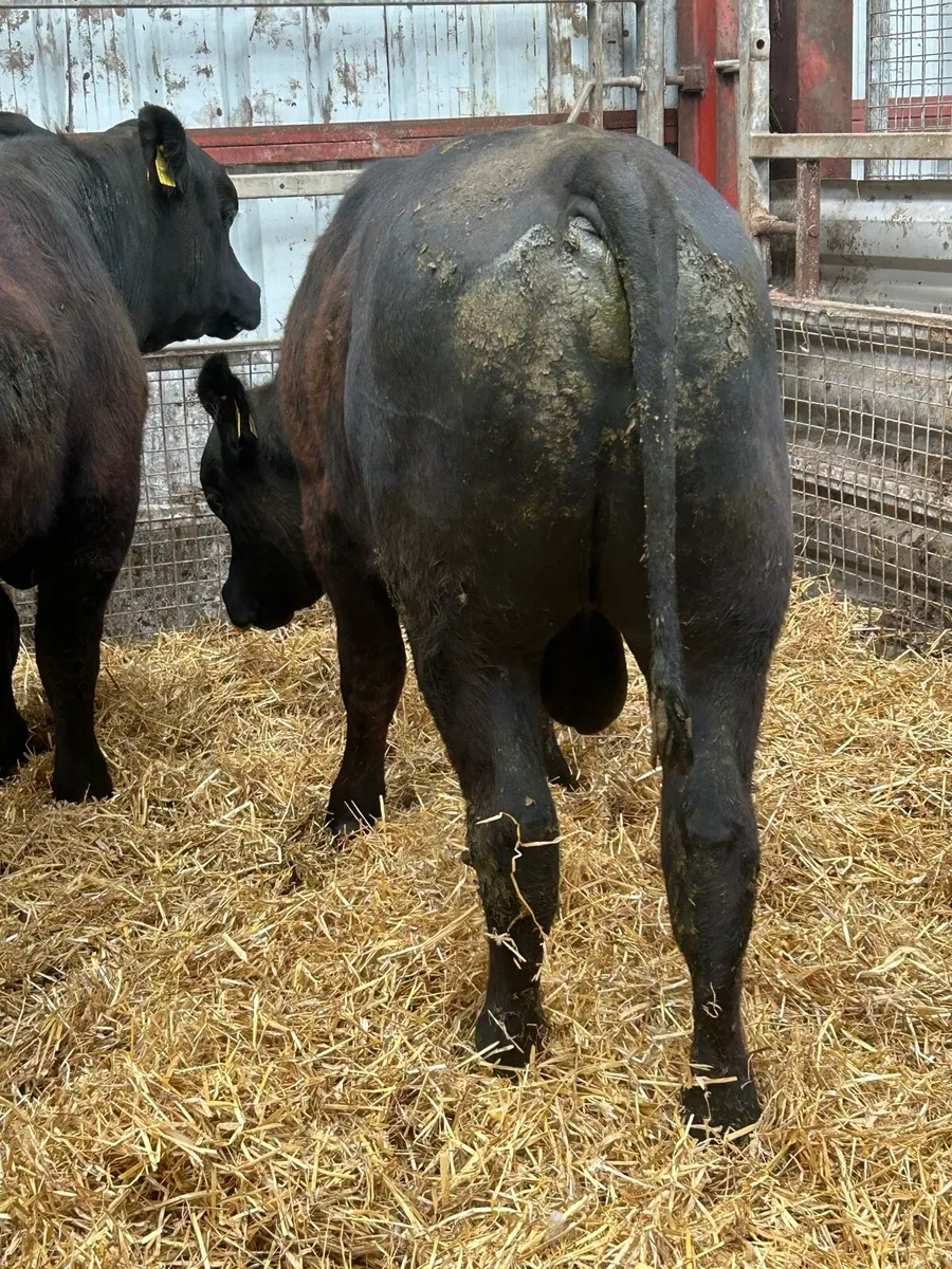 Aberdeen Angus Bulls - Image 4