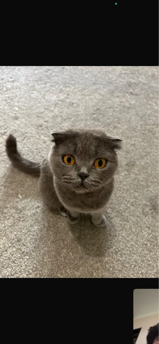 British shorthair Kitten - Image 1