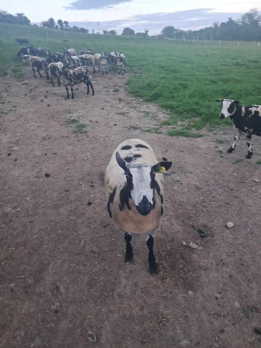 Pure Bred Registered Dutch Spotted sheep - Image 2
