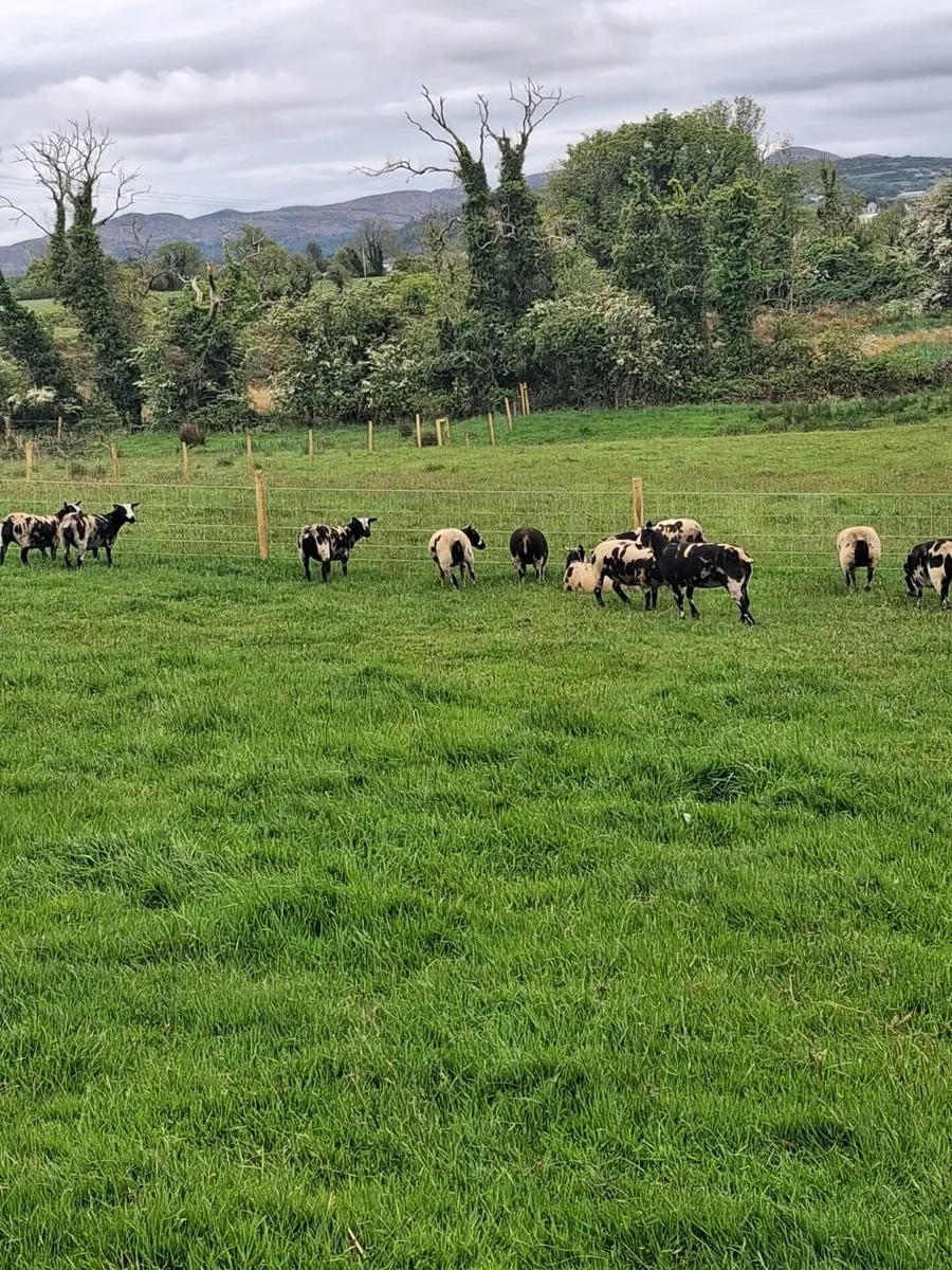 Pure Bred Registered Dutch Spotted sheep - Image 1