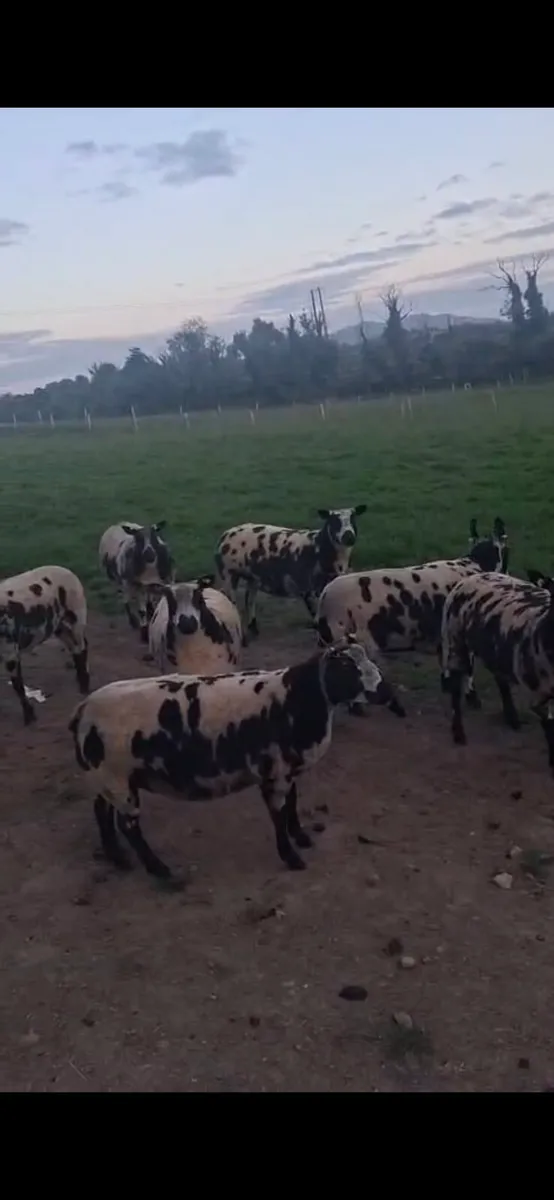 Pure Bred Registered Dutch Spotted sheep - Image 4