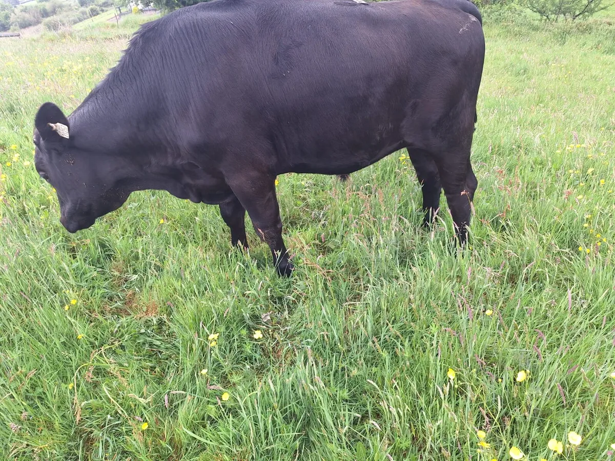 3 x Aberdeen Angus Bullocks for sale - Image 1