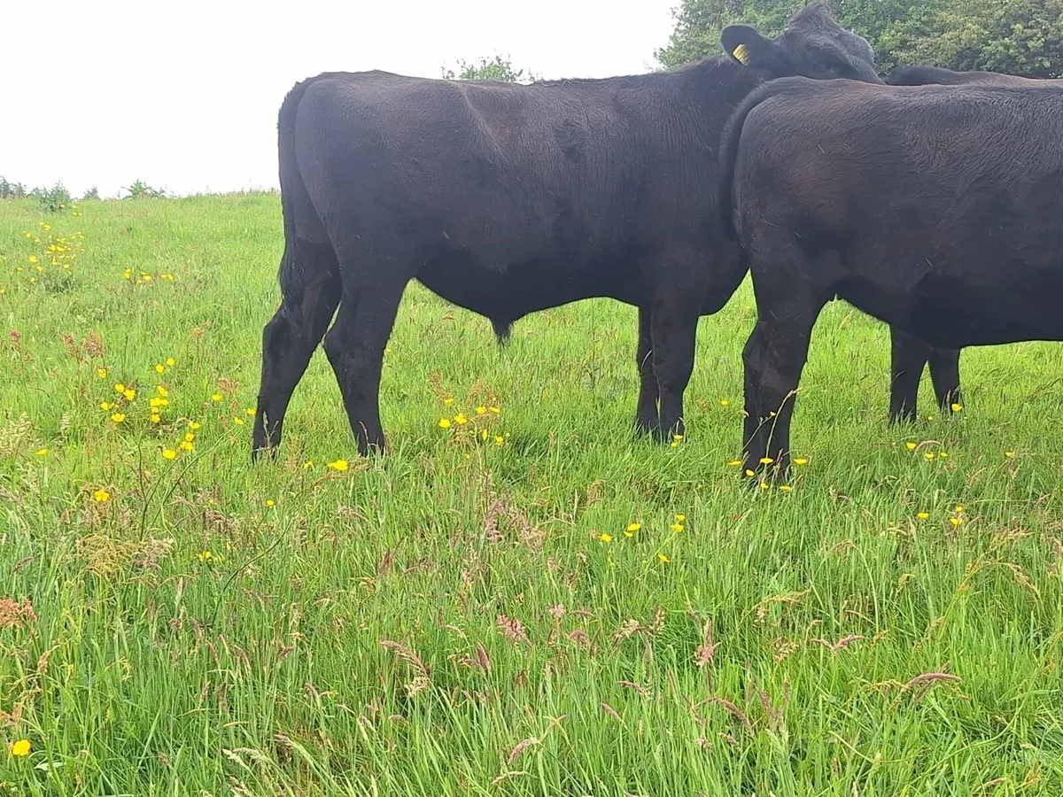 3 x Aberdeen Angus Bullocks for sale - Image 2