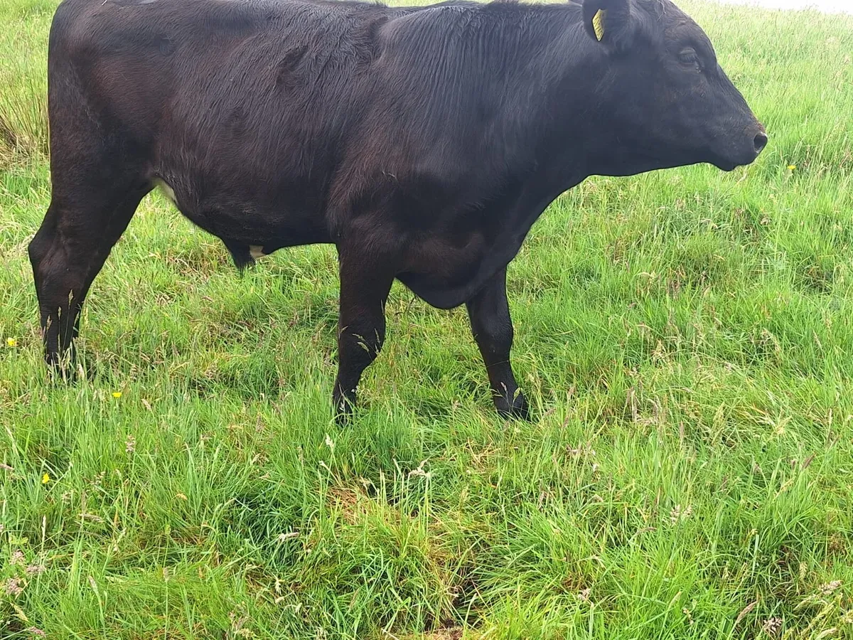 3 x Aberdeen Angus Bullocks for sale - Image 3