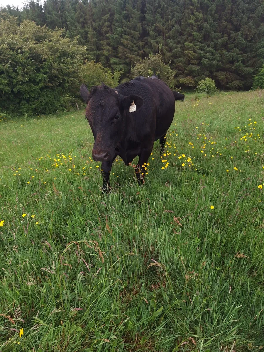 3 x Aberdeen Angus Bullocks for sale - Image 4