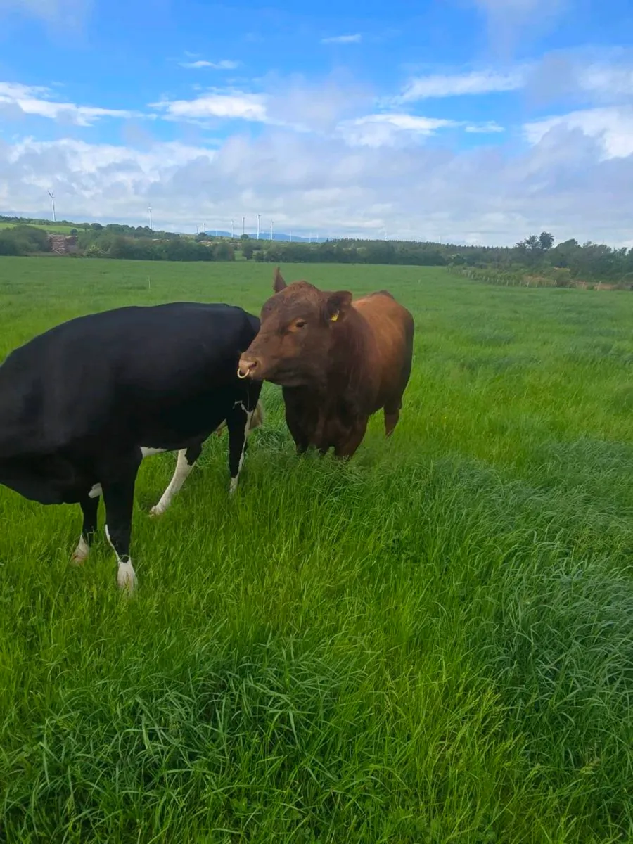 Red angus - Image 4