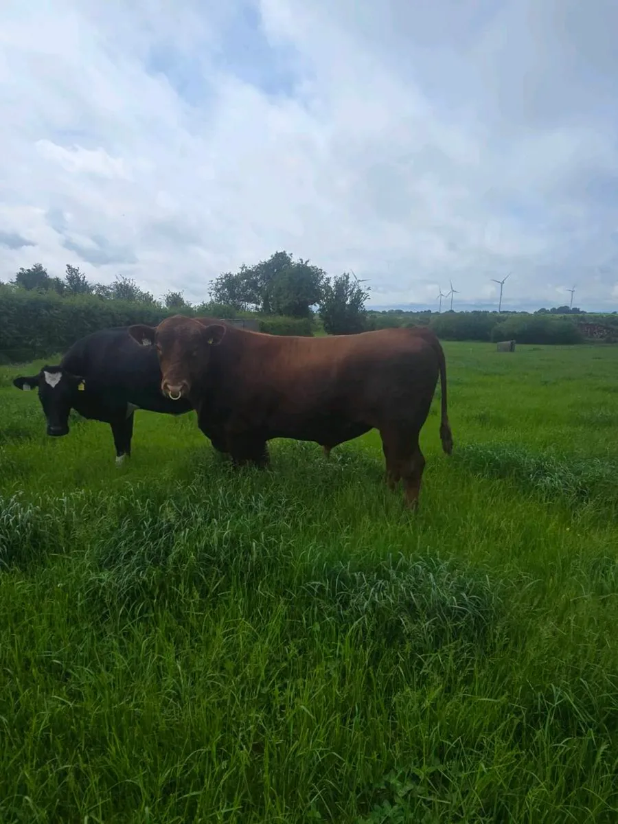 Red angus - Image 1