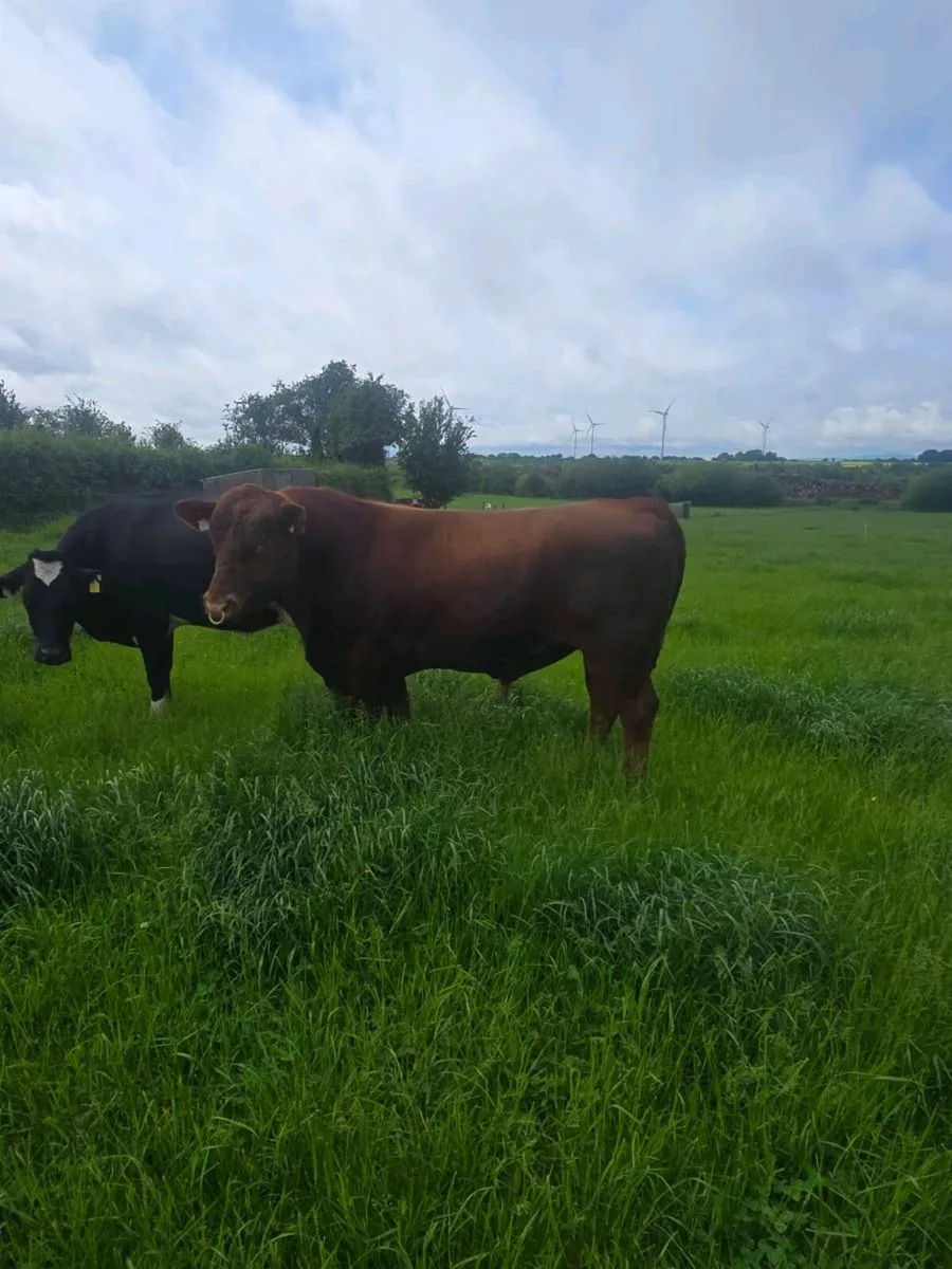 Red angus - Image 2