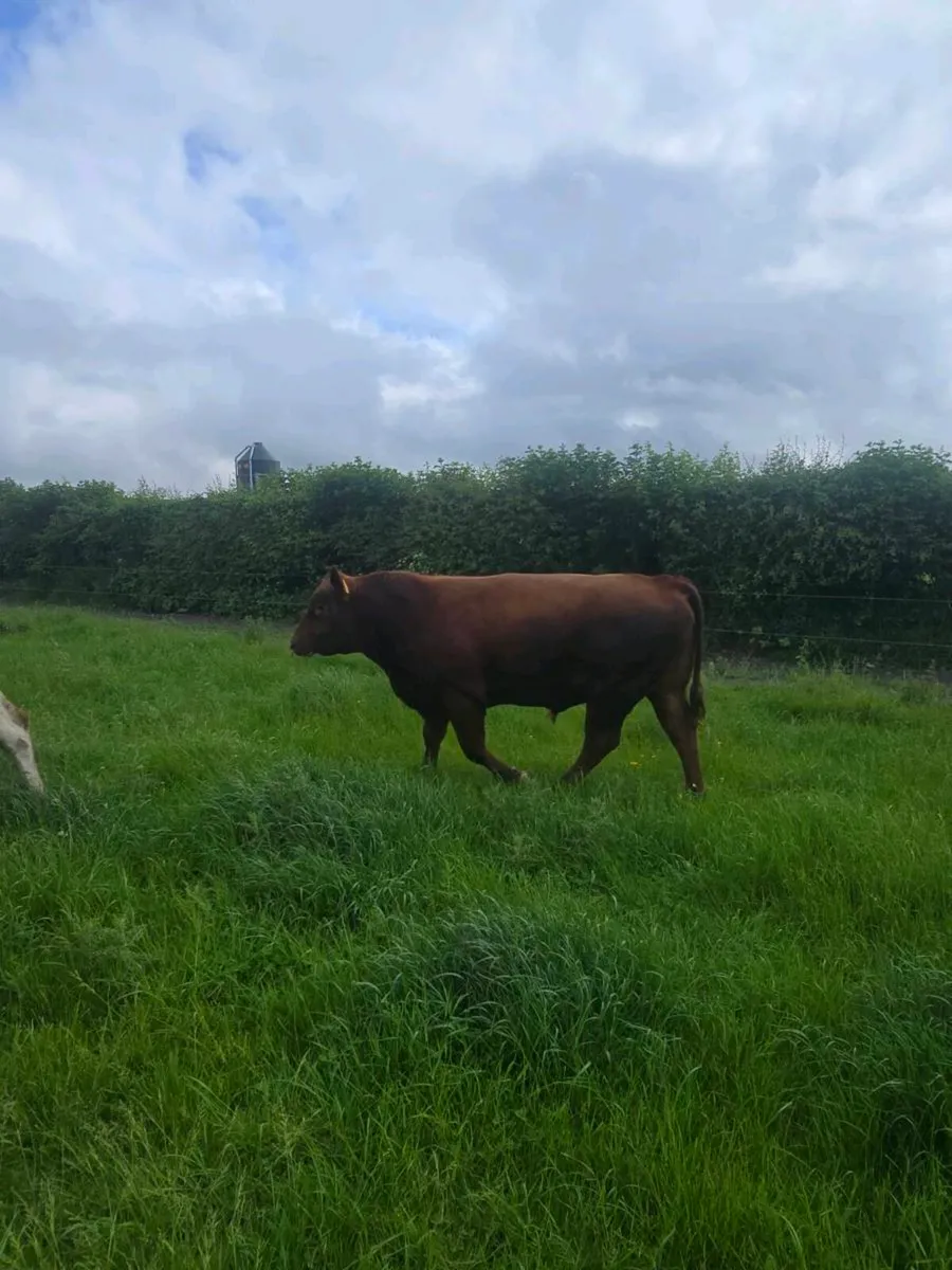 Red angus - Image 3