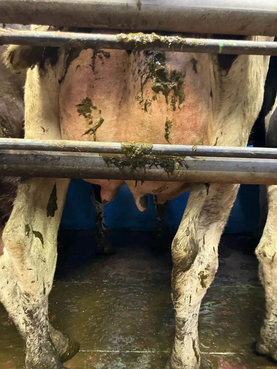Dairy cows and Calfs - Image 2