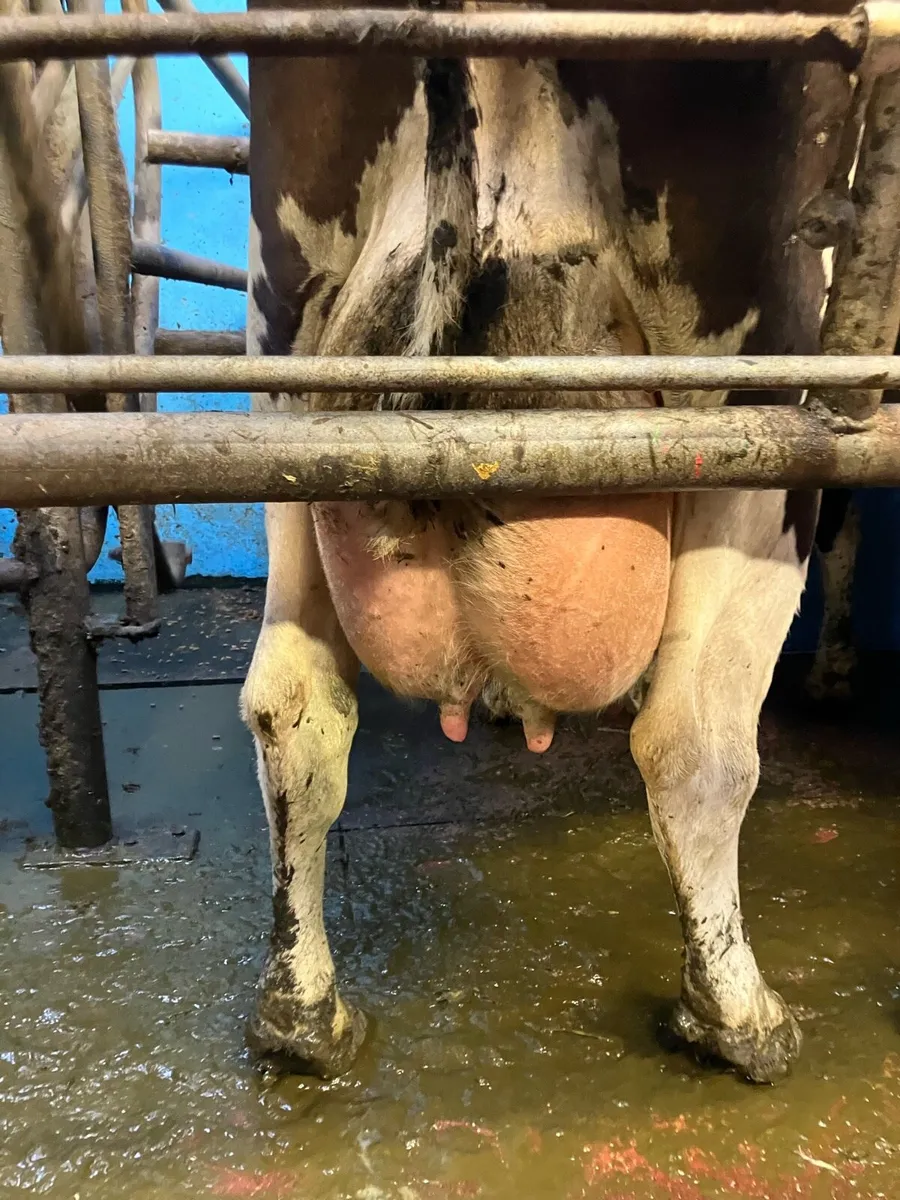 Dairy cows and Calfs - Image 3