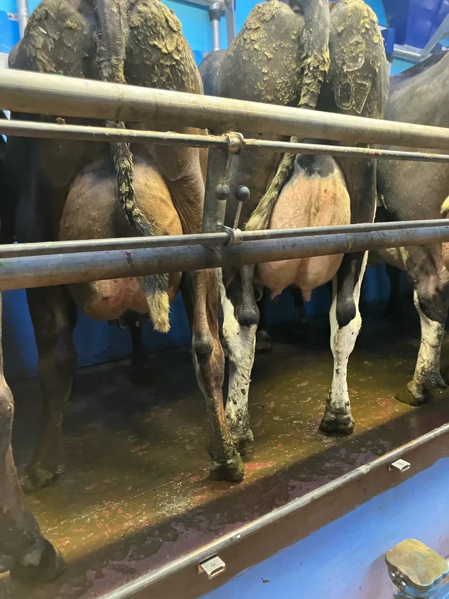 Dairy cows and Calfs - Image 4