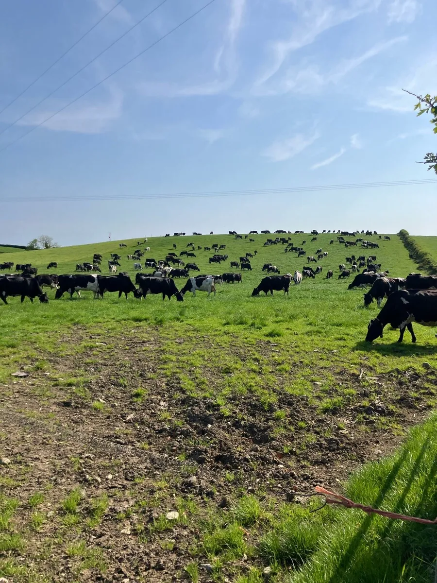 Dairy cows and Calfs - Image 1