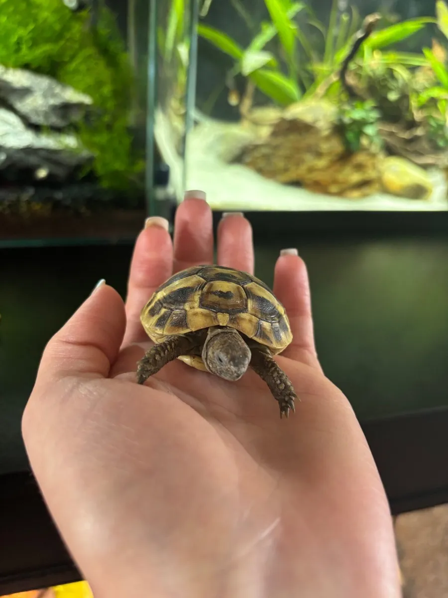 Hermann tortoise - Image 1