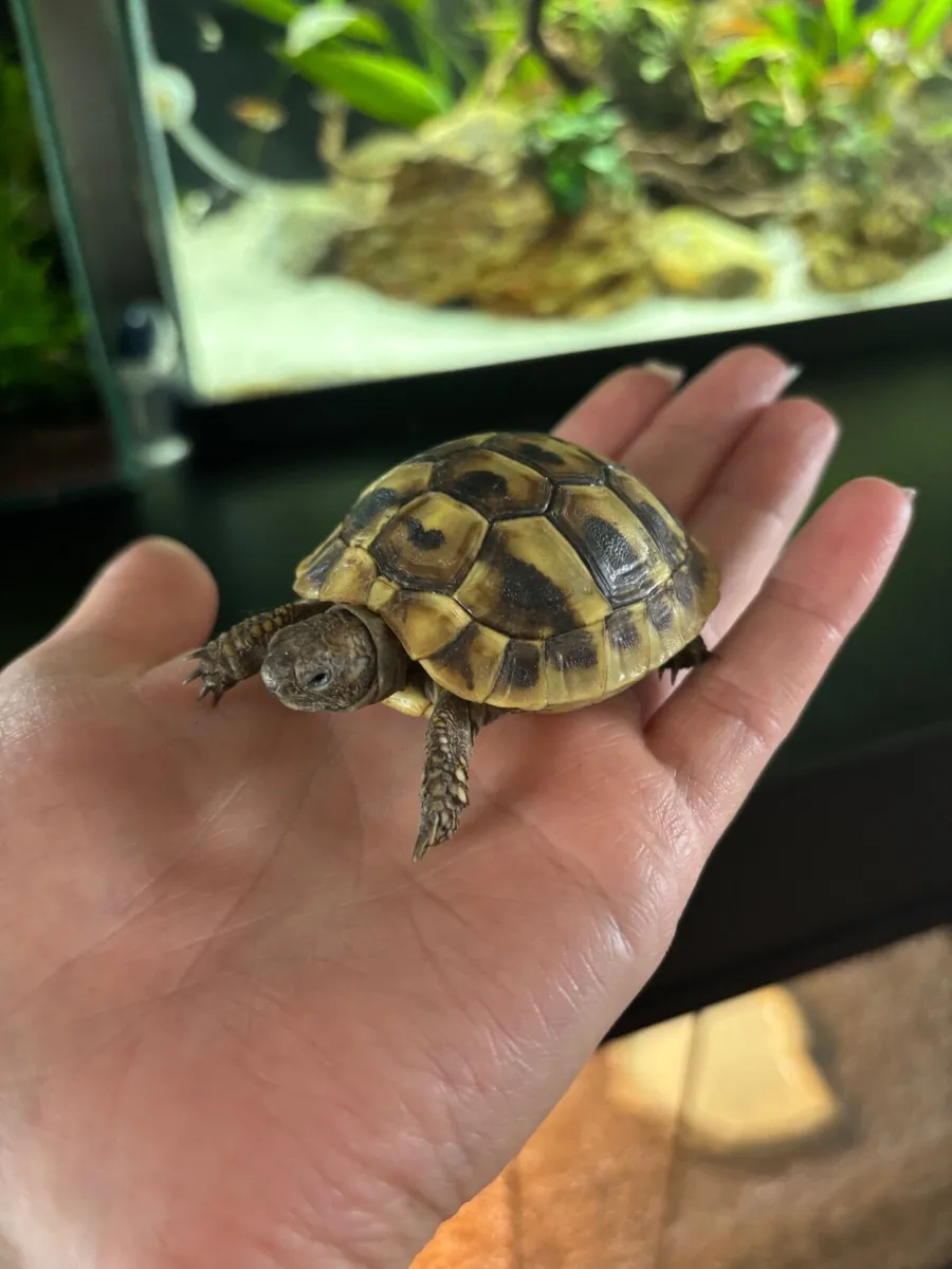 Hermann tortoise - Image 2