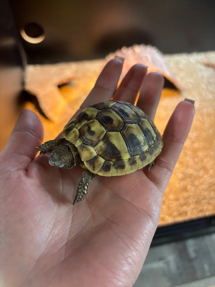 Hermann tortoise - Image 3