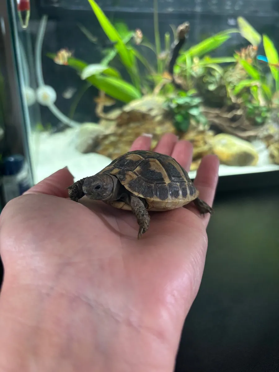 Hermann tortoise - Image 4