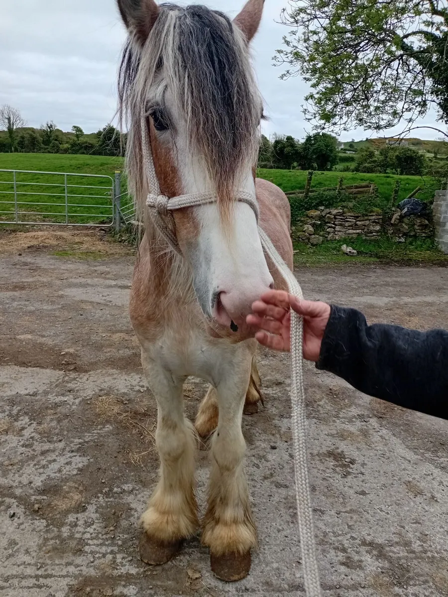 Stallion for stud - Image 1