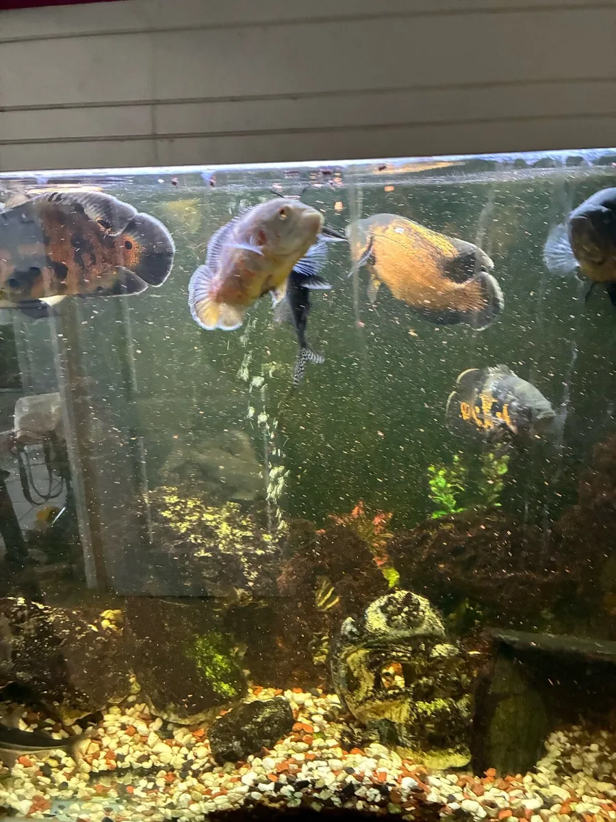 Oscar fish/ aquarium - Image 1