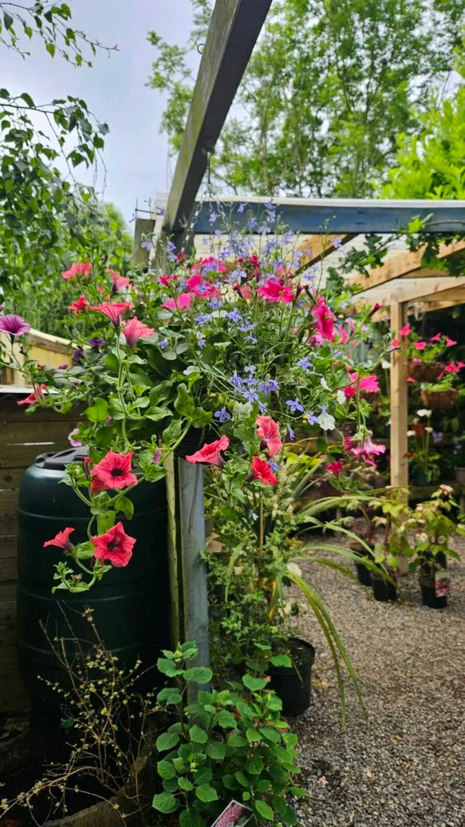 Hanging Baskets, 14inch - Image 2