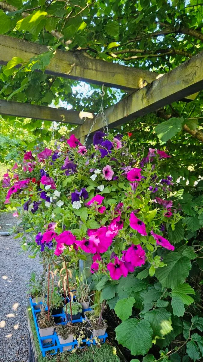 Hanging Baskets, 14inch - Image 1