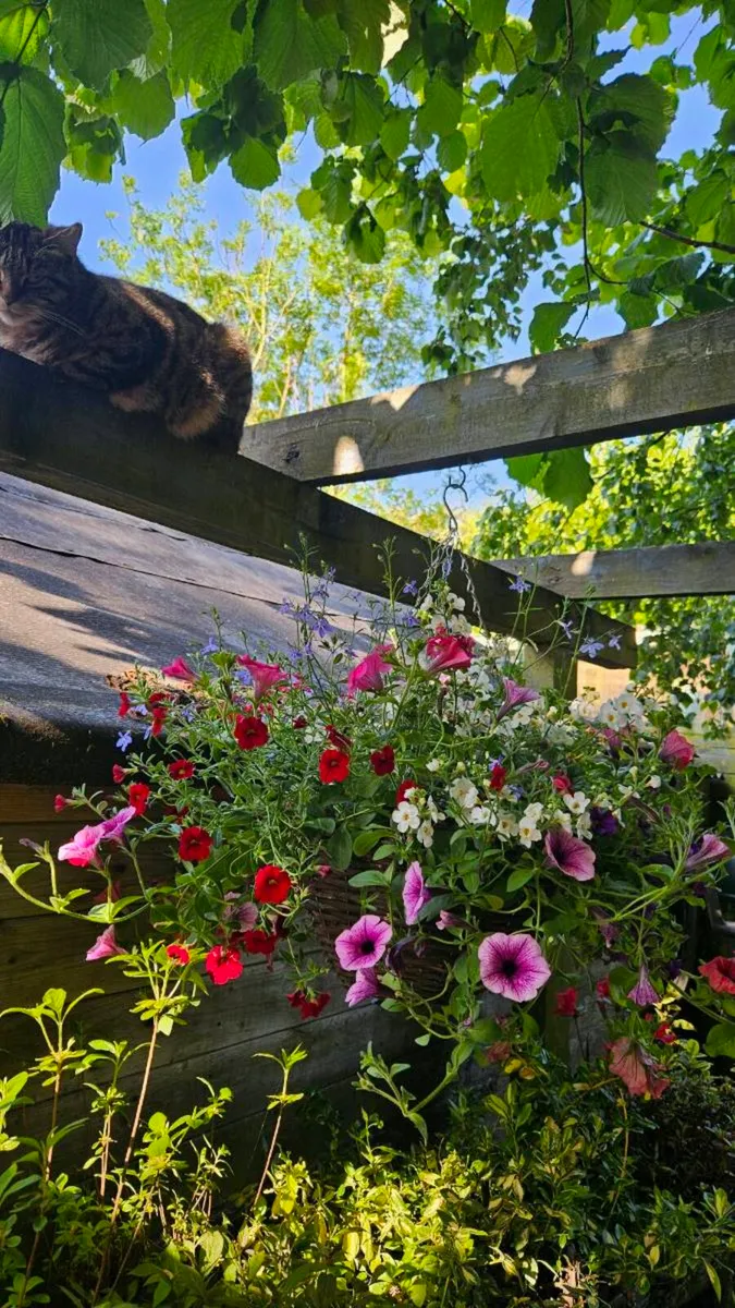 Hanging Baskets, 14inch - Image 4