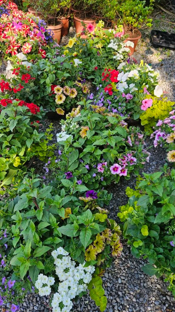 Hanging Baskets, 14inch - Image 4