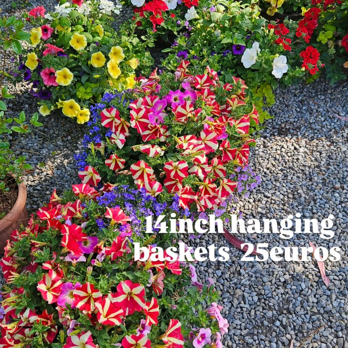Hanging Baskets, 14inch - Image 3