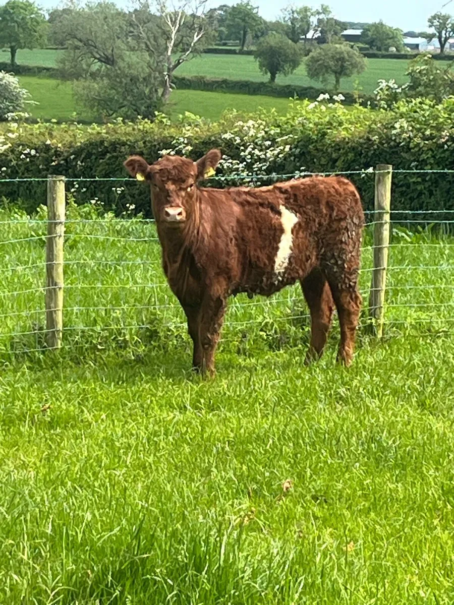 Red and white heifer - Image 1