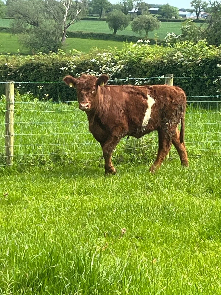 Red and white heifer - Image 2