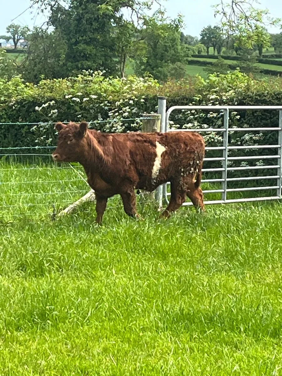 Red and white heifer - Image 3