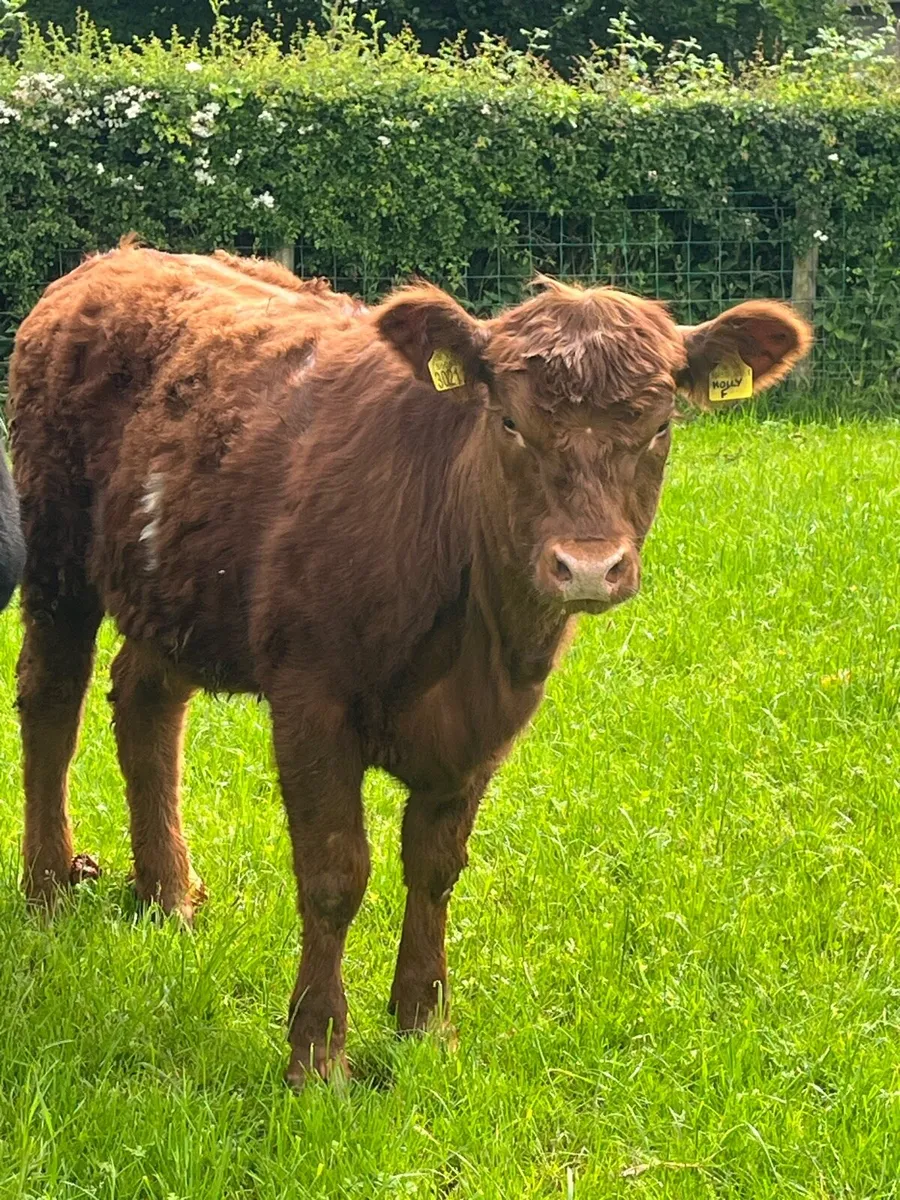 Red and white heifer - Image 4